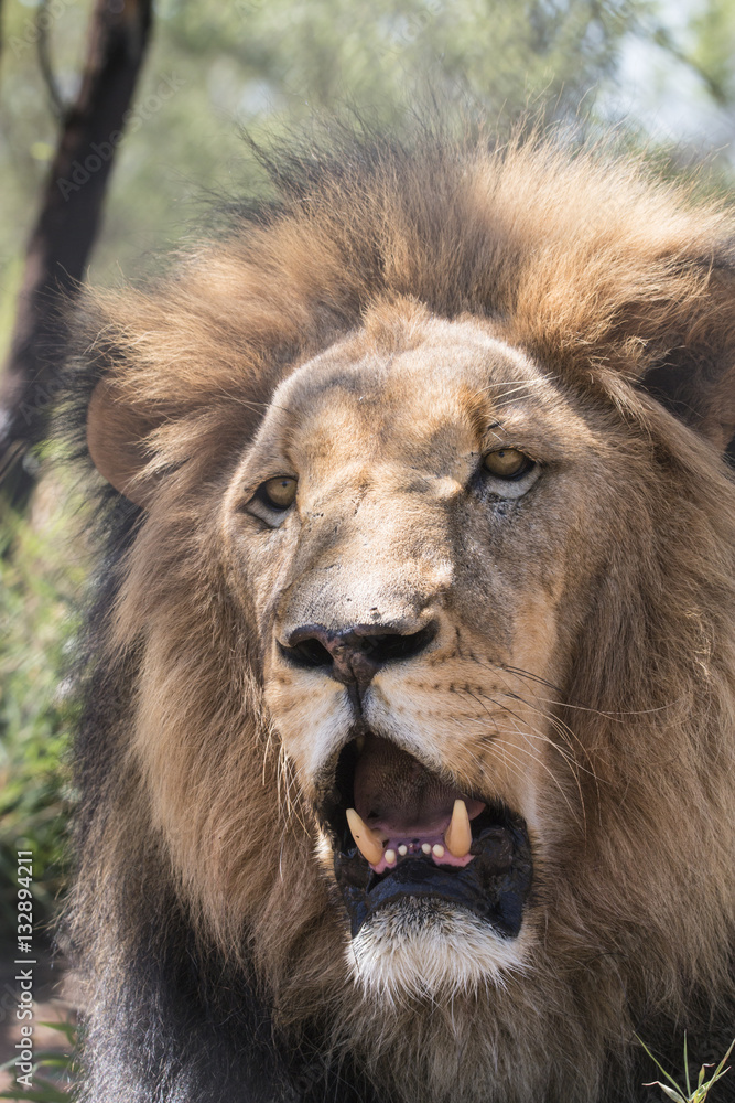 Fototapeta premium Kalahari lion
