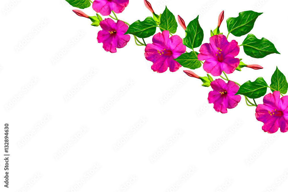 Petunias isolated on a white background. Colorful flowers.