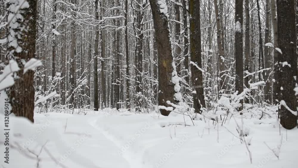 Snowy branches in forest. Beautiful day in forest at wintertime. Snowy branches in forest. Beautiful day in forest at wintertime.