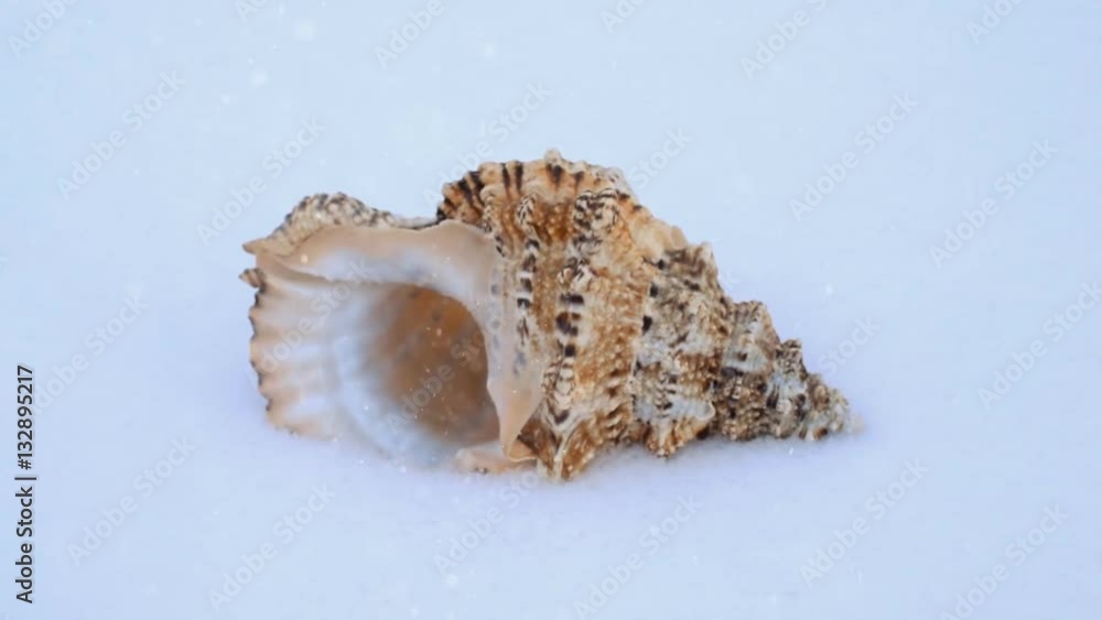 Cockleshell on snow. seashell lying in the snow Cockleshell on snow. seashell lying in the snow