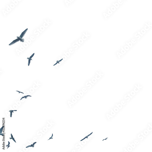 gray silhouette flying birds seagull on isolated white background, vector