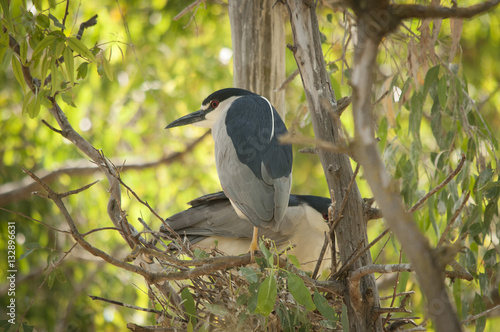 Black Crowned Night Heron Nest photo