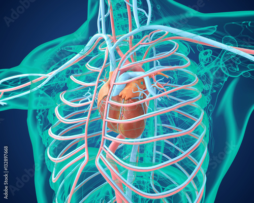 Sistema cardiovascolare ricostruzione 3d photo