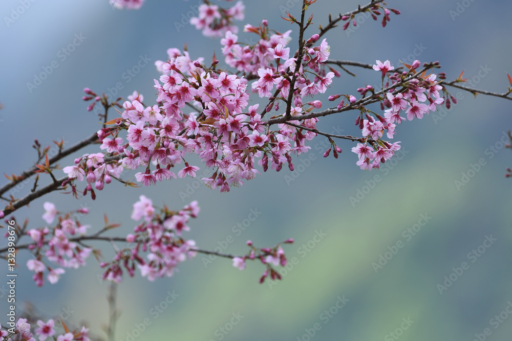 Pink Sakura flower for Background. Pink Sakura flower for Background.