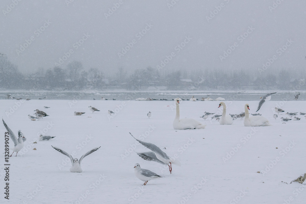 Frozen Danube river with swans and seagulls eating