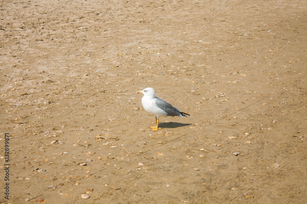 Fototapeta premium Adriatic Sea coast view. Seashore of Italy, summer sandy beach and seagull.