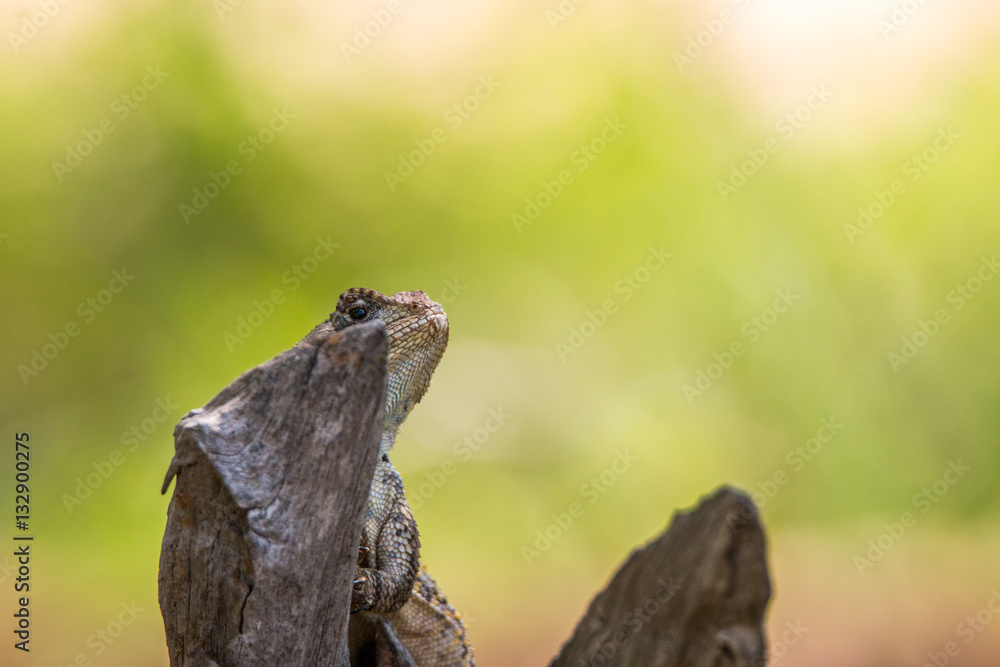 Southern Tree Agama in the tree. Southern Tree Agama in the tree.