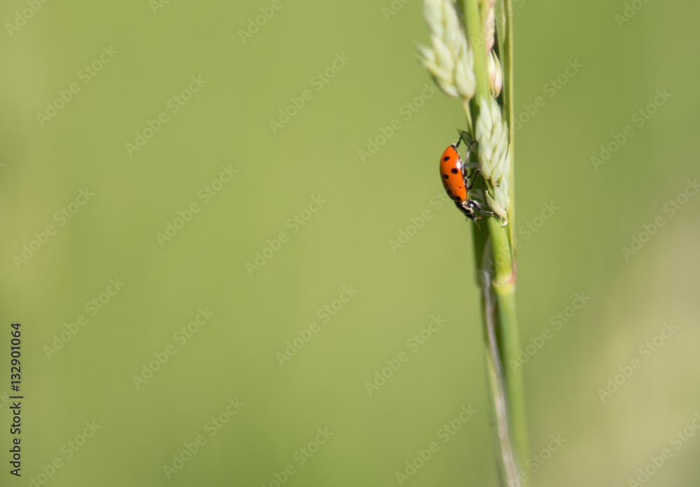 Profile of a ladybug (Hippodamia convergens) on a stalk of grass Profile of a ladybug (Hippodamia convergens) on a stalk of grass