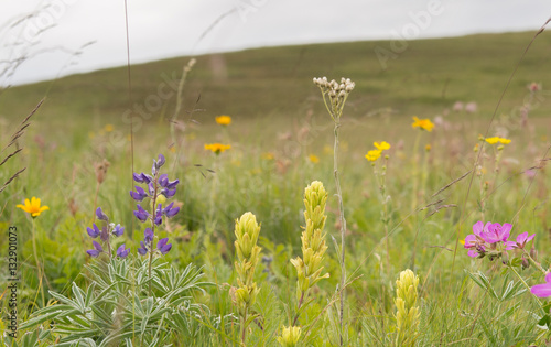 Prairie wildflowers with horizon in the distance photo