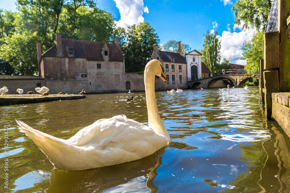 Fototapeta premium Swan in a canal in Bruges