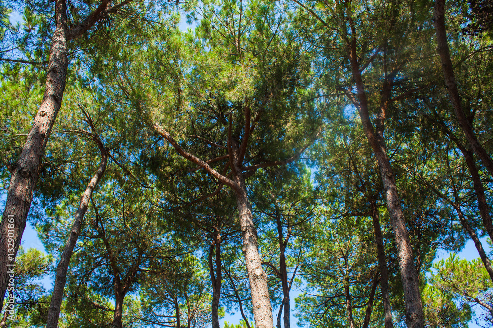 Pine trees park on Seashore of city Alba Adriatica in Italy, nature background. Pine trees park on Seashore of city Alba Adriatica in Italy, nature background.