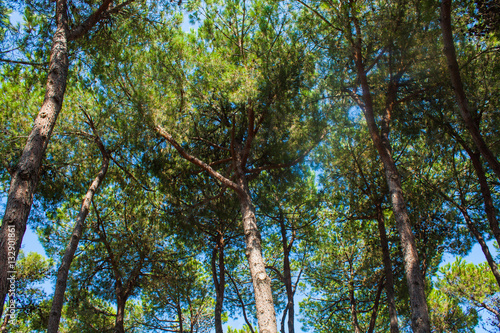 Pine trees park on Seashore of city Alba Adriatica in Italy, nature background.