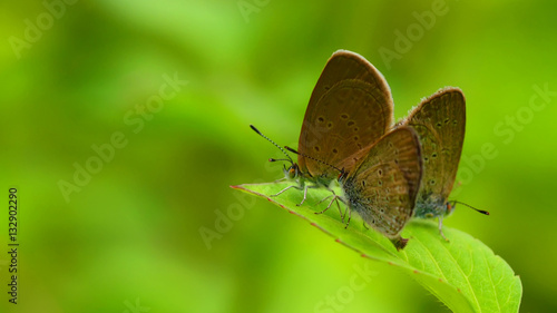 Wallpaper Mural Butterfly seating on wild flower in green nature background, abstract paint brush effect Torontodigital.ca