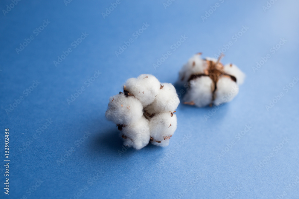 Blue background with branch of cotton plant Blue background with branch of cotton plant