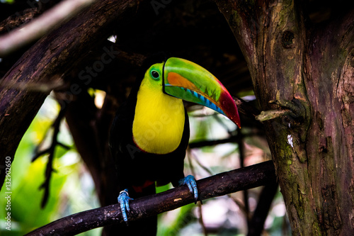 Tucán de pico verde - Ramphastos sulfuratus photo