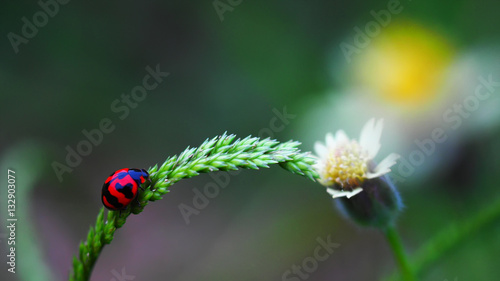 Lady bug seating on wild flower in green nature with vintage color and blurred focus for background