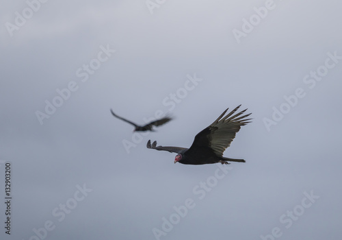 Merritt Island wildlife/birds © Ross