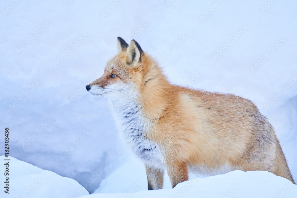 Obraz premium 雪の上のキタキツネ 