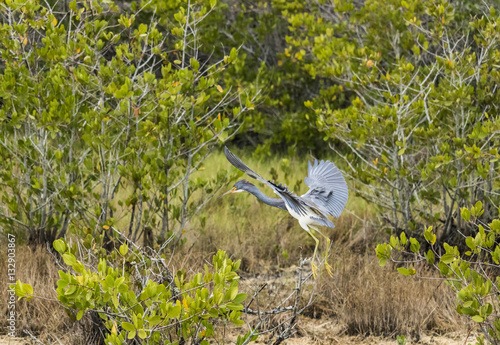 Merritt Island wildlife birds