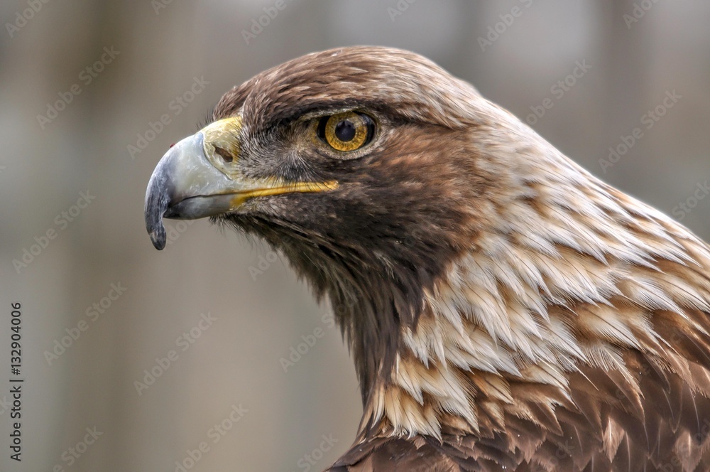 Curious royal eagle looking at me, Quebec, Canada Curious royal eagle looking at me, Quebec, Canada