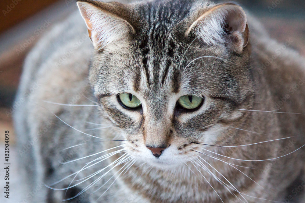 Grey, tabby cat staring and focused Grey, tabby cat staring and focused