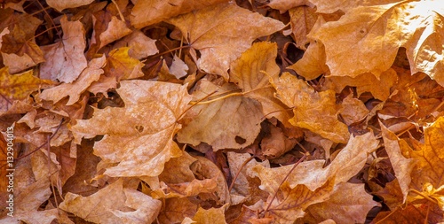 Dead leaves in the fall.