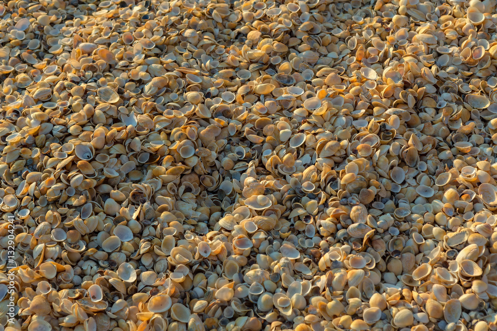 Shell beaches on the Sea of Azov. Karalar regional landscape park in Crimea. Shell beaches on the Sea of Azov. Karalar regional landscape park in Crimea.