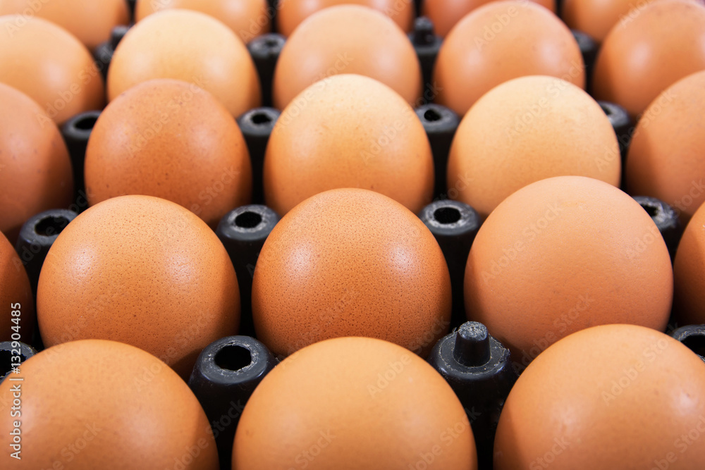 Eggs in plastic tray isolated on white Eggs in plastic tray isolated on white