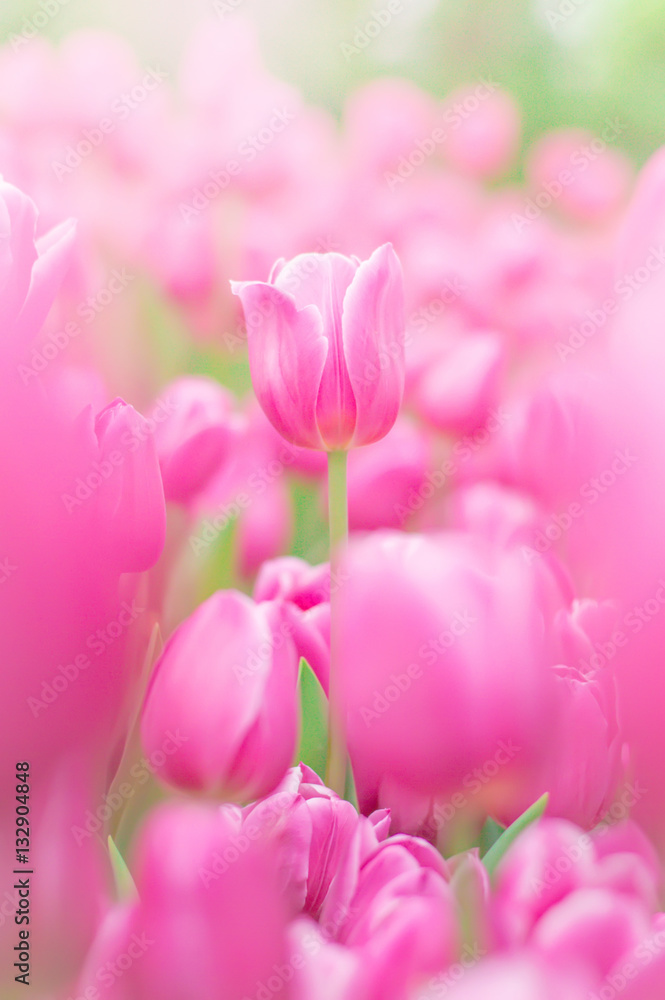 Blurry background of pink tulip in garden