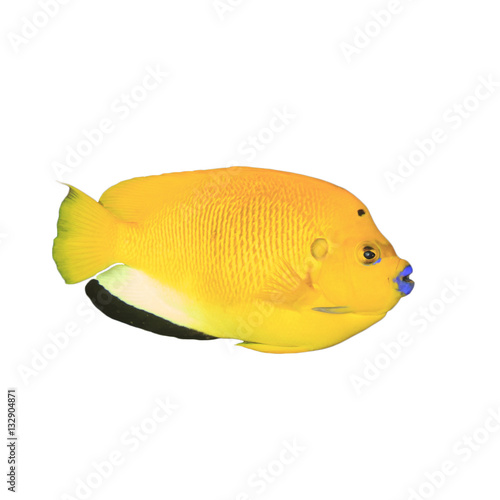 Yellow fish isolated. Three-spot Angelfish on white background © Richard Carey