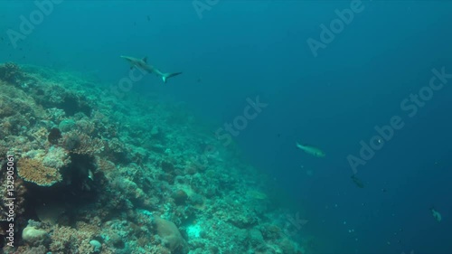 Wallpaper Mural Grey reef sharks on a colorful coral reef with plenty fish. 4k footage Torontodigital.ca