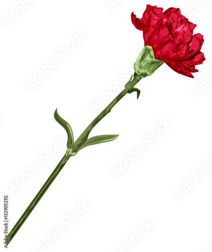 Red carnation flower