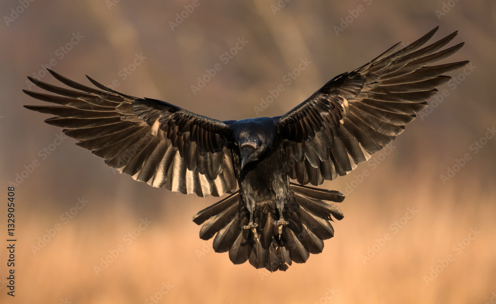 Obraz premium Common Raven (Corvus corax)