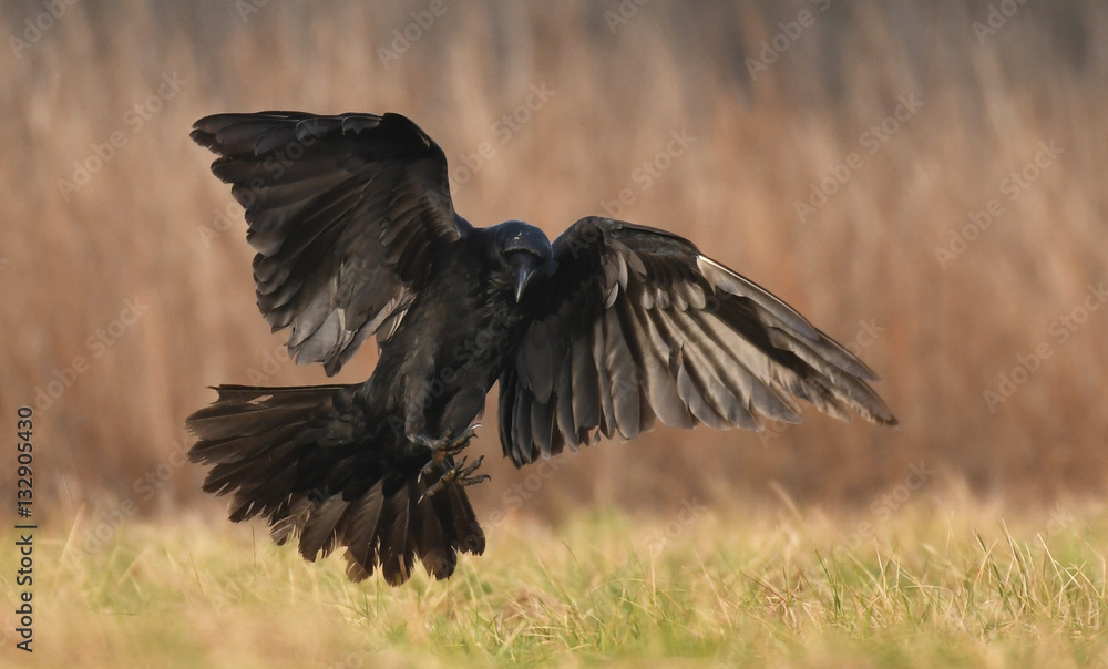 Fototapeta premium Common Raven (Corvus corax)