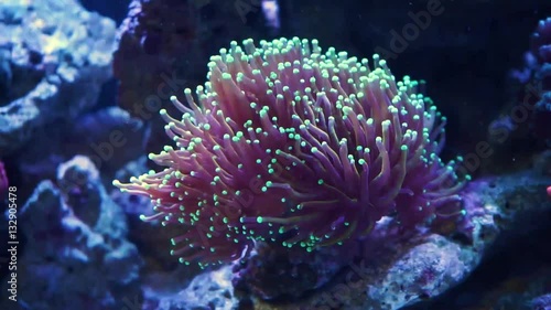 Torch Coral - Macro photo