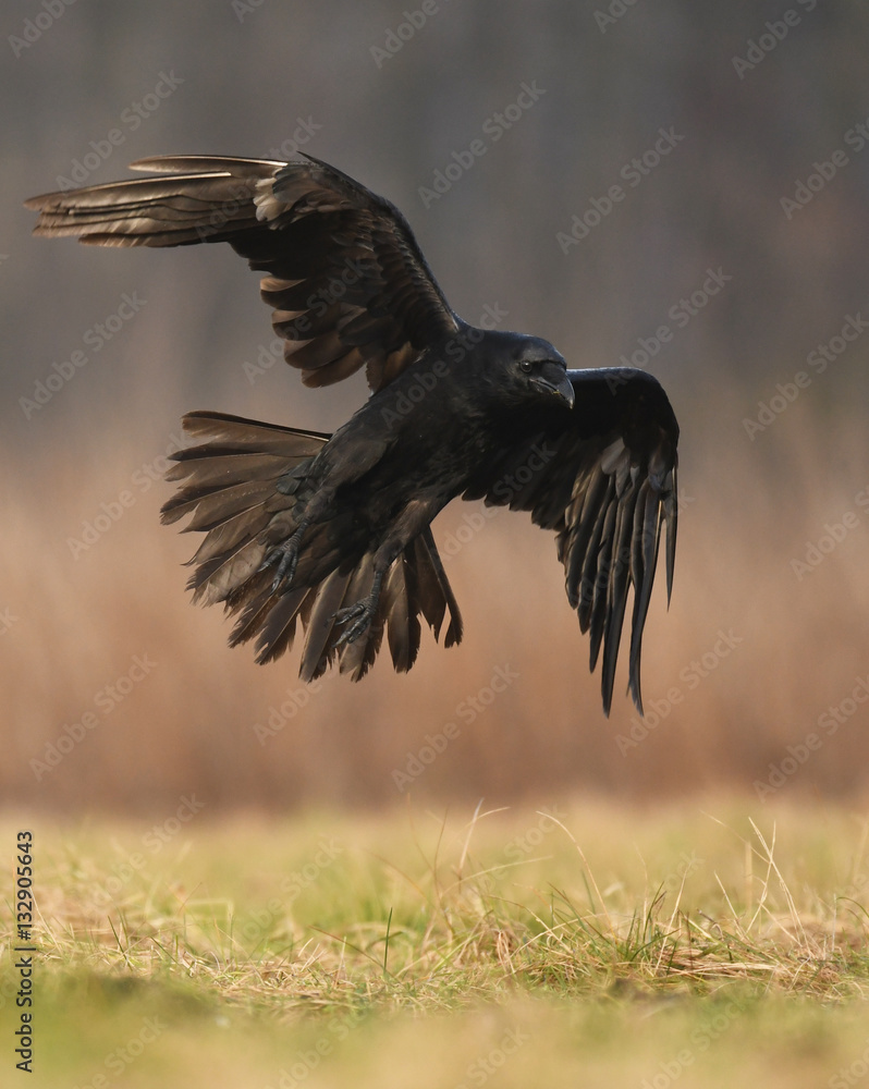 Common Raven (Corvus corax) Common Raven (Corvus corax)