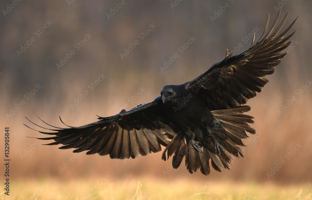 Obraz premium Common Raven (Corvus corax)