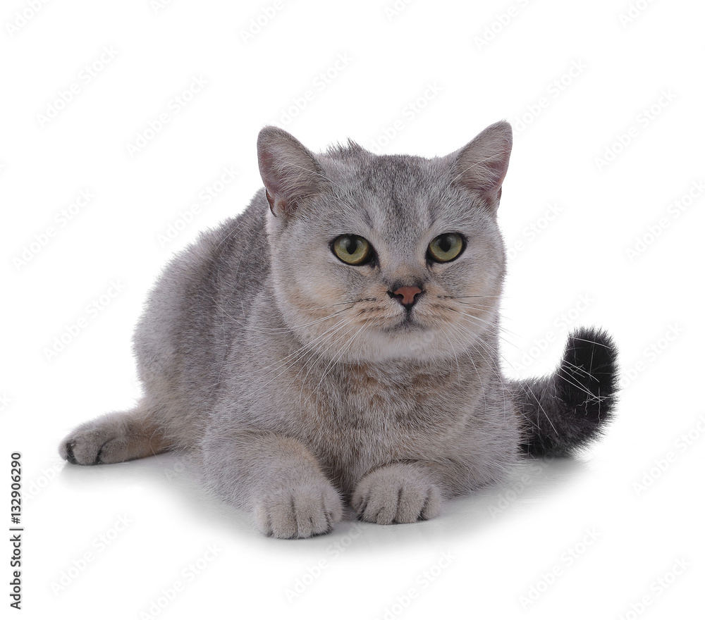 Obraz premium cat on white background.