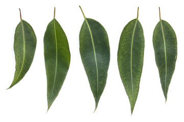 Eucalyptus Leaves Isolated on White