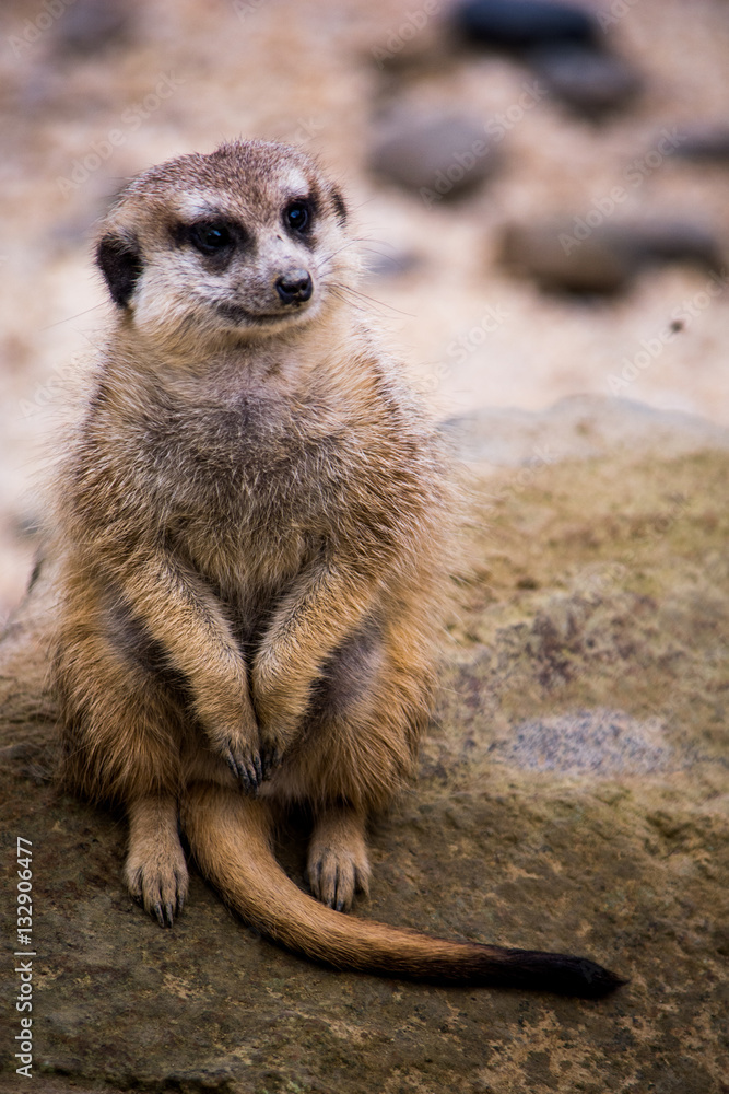 Fototapeta premium Suricato - Suricata suricatta