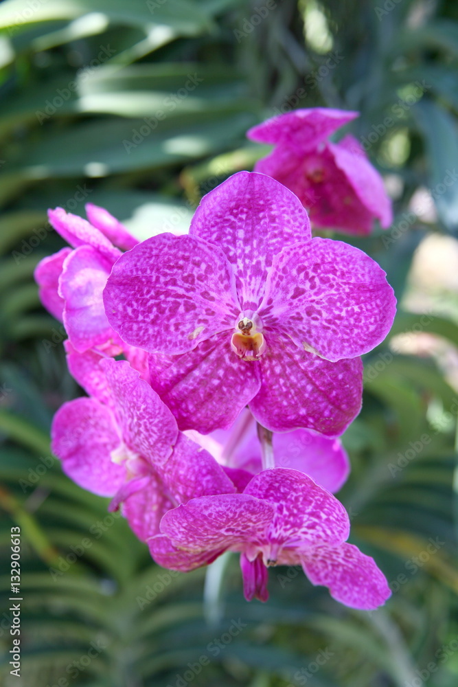 Purple orchids / Tropical orchids / Thai orchids Purple orchids / Tropical orchids / Thai orchids