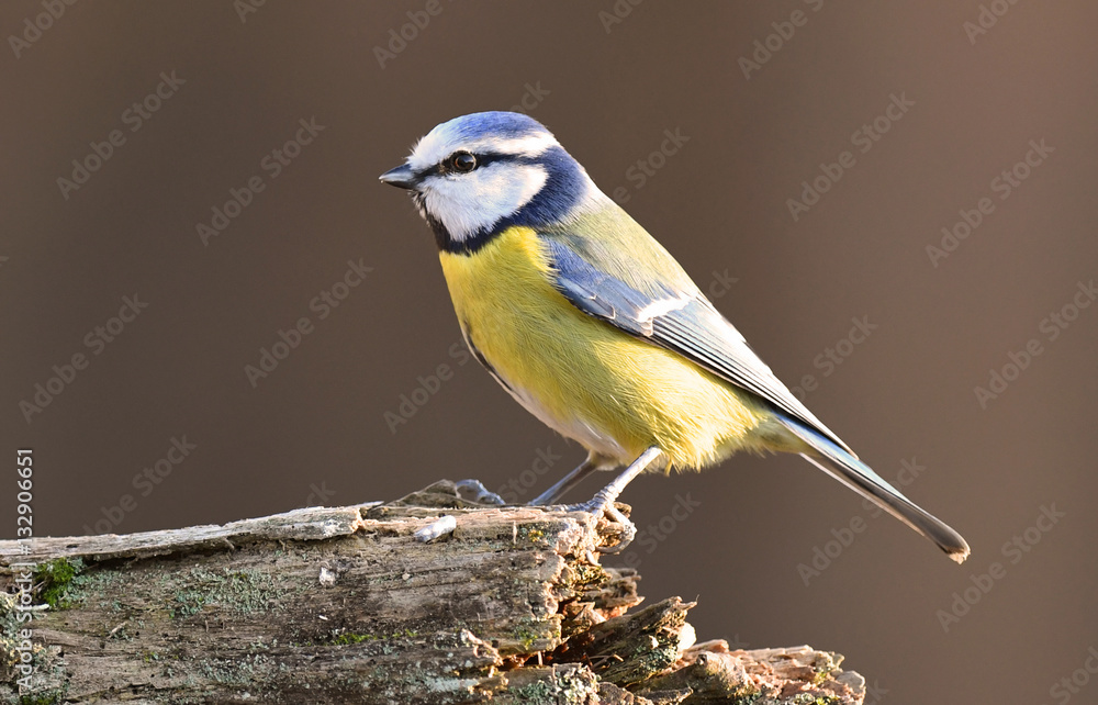 Blue tit