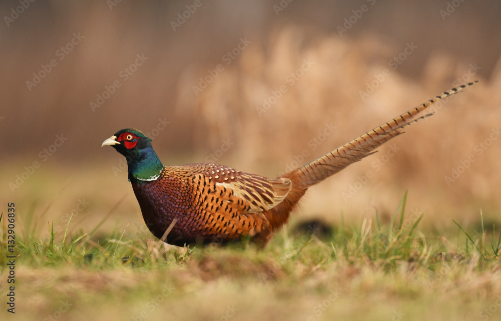 Fototapeta premium Ringneck Pheasant (Phasianus colchicus)