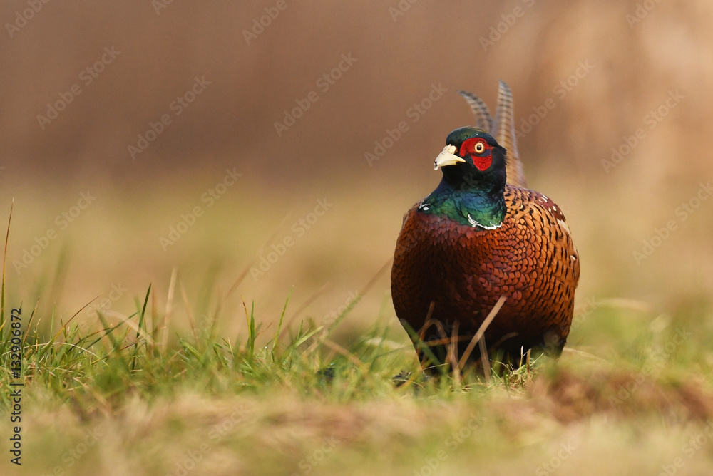 Naklejka premium Ringneck Pheasant (Phasianus colchicus)