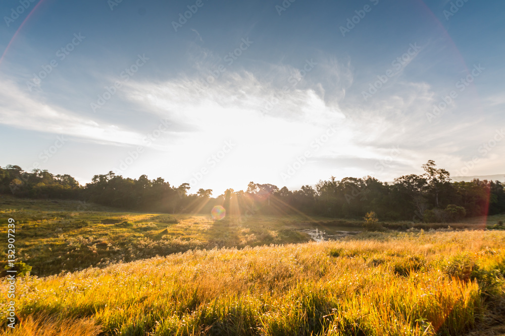 Obraz premium tropical rainforest,Khao Yai National Park Thailand.