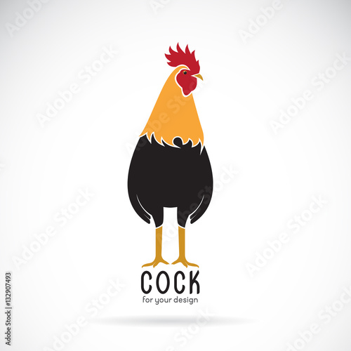 Fototapeta Naklejka Na Ścianę i Meble -  Vector of a cock design on white background, Farm Animals. Logo