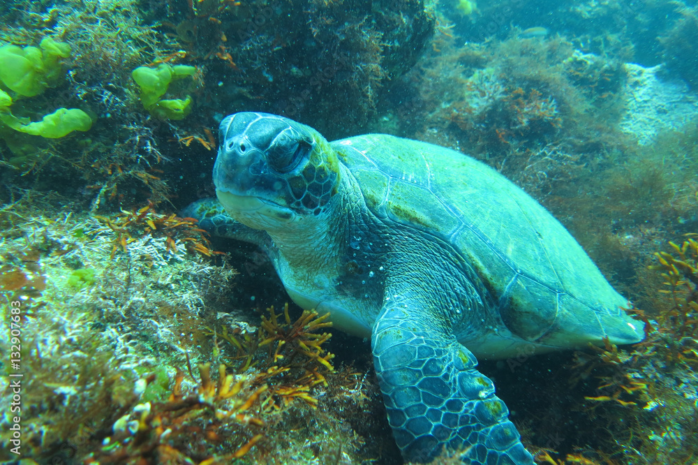 Fototapeta premium 海中写真