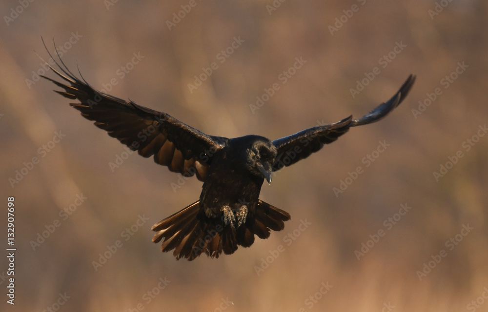 Fototapeta premium Common Raven (Corvus corax)