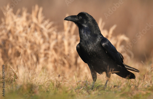 Common Raven (Corvus corax) © Piotr Krzeslak