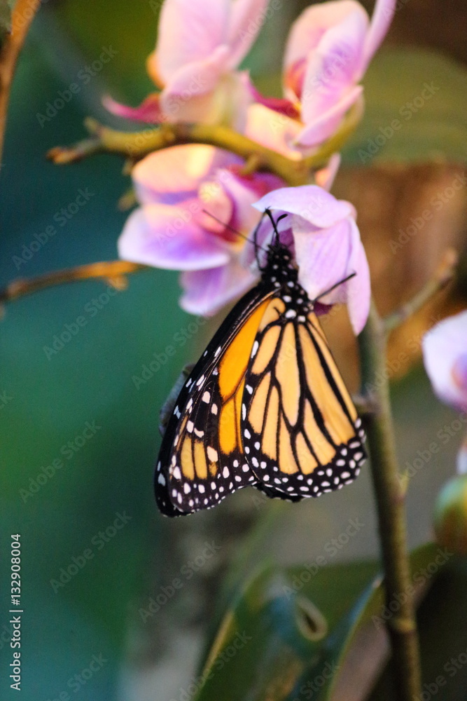 Naklejka premium orange-schwarzer Schmetterling